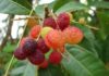 स्वादिष्ट फल काफल से जुड़ी है ये मार्मिक कहानी kafal fruit