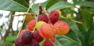 kafal fruit