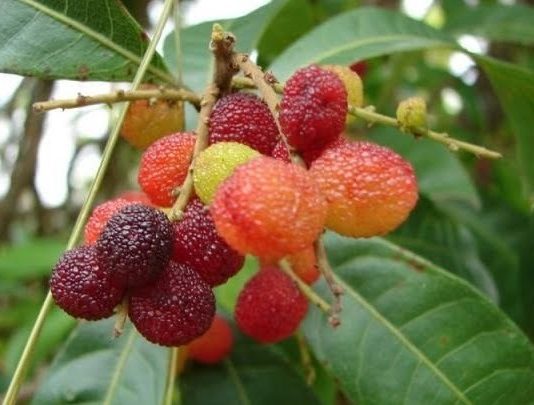 kafal fruit