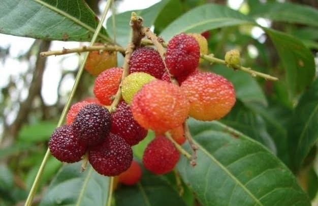 Kafal-Fruit kafal fruit