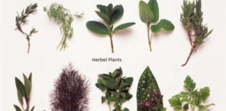 herbal plants in uttarakhand