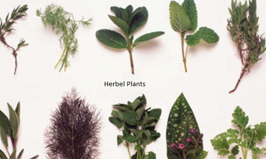 herbal plants in uttarakhand